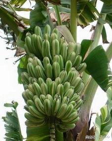 国产成人大香蕉,探索国产成人影视的崛起与魅力 第3张 国产成人大香蕉,探索国产成人影视的崛起与魅力 第3张